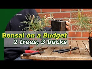 3 Buck Pine Bonsai: Bonsai on a budget | Bonsai for Beginners