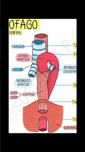 Esófago visión general #medicina