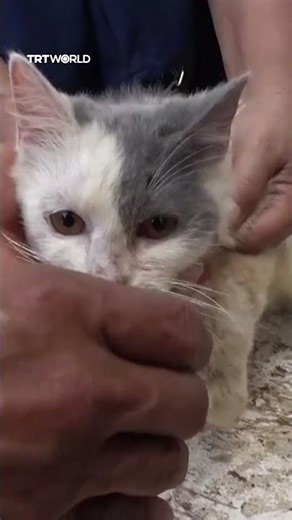 Cat rescued after a week trapped in collapsed home in Sumatra