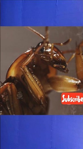 Cockroaches Can Jump & Fly?! In slow mo, it's AWESOME || Cockroach Still Moves While Being Eaten