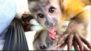 Baby monkey Happy’s silly reaction to seeing himself in the mirror for the first time! This is CUTENESS OVERLOAD! | MonkeyBoo