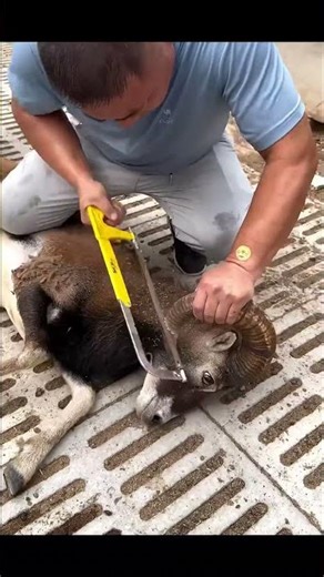 Goat horn trimming process