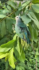 1.7K views · 55 reactions | Wow Amazing Smart Small Parrot | Amazing World | Facebook