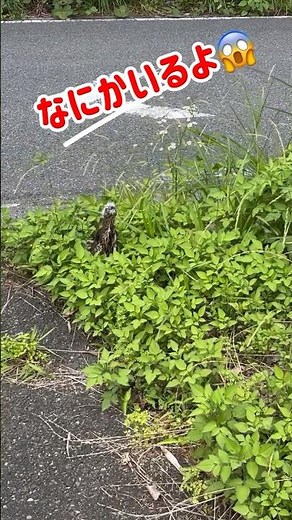 なにかいるよ😱#珍しい動物#レア映像#絶滅危惧種#希少#貴重な映像#絶滅危惧種#散歩#鳥#ズグロミゾゴイ#ミゾゴイ#遭遇#迷子#謎#なぞ#動物動画#不思議#見たことない#野鳥#渡り鳥#びっくり#希少