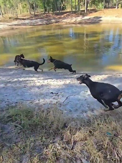 5 offleash dogs with the freedom to just be dogs. 4 european dobermans and 1 german shepherd