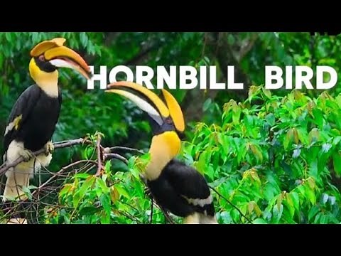 hornbill bird documentary । animal planet hindi | national geographic | discovery channel hindi