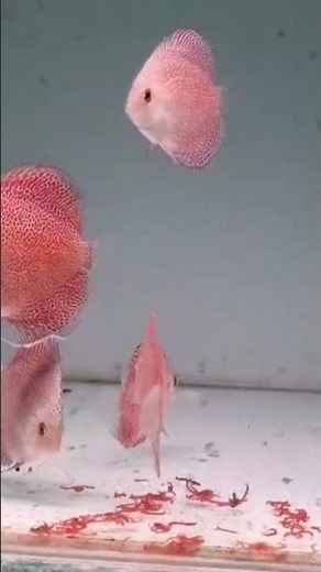 ikan discus pantera #ikanhias #discuscollection #discusworld #discusfish #ikandiscus #discuslover