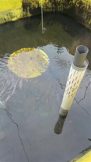 Creating a Blue Tang Grow-Out Tank for Healthy Fish