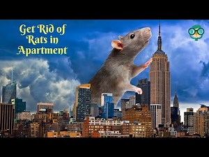 How to Get Rid of Rats in Apartment? How Do Get Rid of Mice in House?