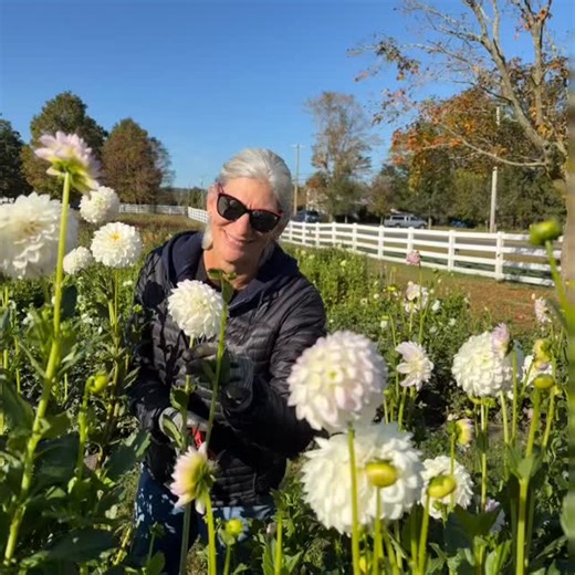 16 reactions | From Flower Farm to Farm Table… thank you Julie the Garden Fairy at Willow View Farm, and Connie, Anita and Kathy B for providing the flowers for Oktoberfest at Hilltop. What a lovely day, indeed! | Suffield Garden Club, Inc. | Facebook