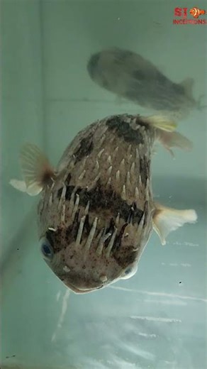 The Spiny Balloon Fish