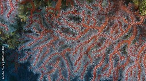 Extreme close-up still shot of red coral, emphasizing its vibrant red hue and detailed texture. Rare and precious Mediterranean specie. Check my portfolio for more Red Coral footage.