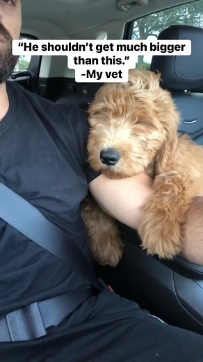 5.6M views · 170K reactions | Nobody predicted how BIG this dog would get! #goldendoodle #fluffydog #bigdog | Brodie That Dood | Facebook