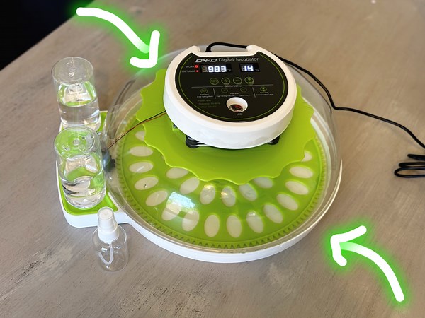 Watch Review of this quail incubator! on Amazon Live