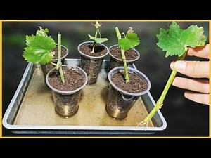 Using Plastic Cups to Root Grape Cuttings/ How To Grow Grapes from cutting/JYZ Garden