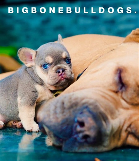 Our Cane Corsos and Bulldog puppies grow up side by side — calm, confident, and social from day one. From our luxury kennel to your home, this is top-tier quality in every frame. 💚 Big Bone Bulldogs — producing excellence from every angle. 🐾 Why Choose Big Bone Bulldogs ✅Located in Central Florida – Easy access for local families! ✅ Meet the parents & tour our facility – both virtually and in person. ✅ Watch your puppy grow – Livestreams from birth to 8 weeks! ✅ Top-Quality Bloodlines – Hand-s