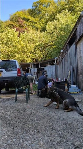 Every task they are involved 😝 #germanshepherd #welding #fabrication #dogs