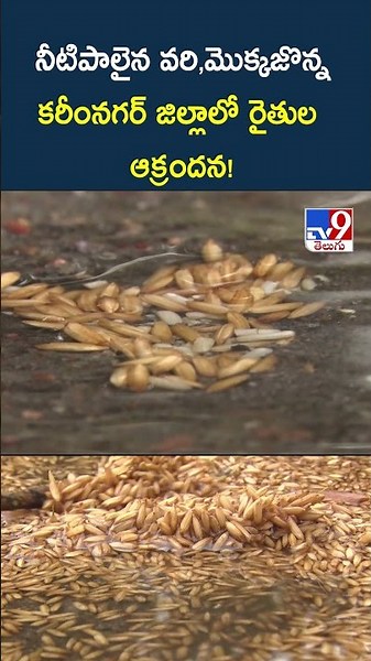 Unseasonal Rain Damages Crops : నీటిపాలైన వరి,మొక్కజొన్న కరీంనగర్ జిల్లాలో రైతుల ఆక్రందన! - TV9