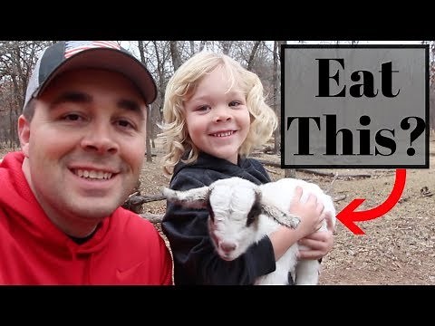 Why Eat Goat Meat? Because It's AMAZING!