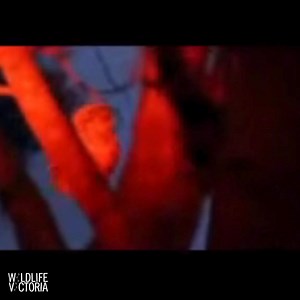 2.6K views | Wildlife Victoria on Reels | Facebook