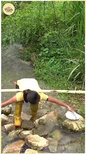 These pearls are smoother than loaches! | Pearls collecting