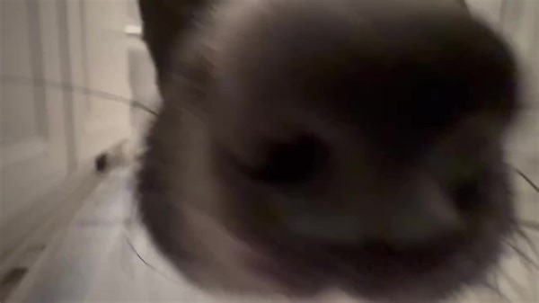 🐾 An update on Juliette's journey: From fractures to Parvo, and a relentless upper respiratory infection—her courage knows no bounds. Our 7lb warrior faced the darkest days with unwavering strength. Today, as she treads the homeward stretch, let's celebrate Juliette's triumph over adversity. Your love and support have been her guiding light. 💖 | Dog and Cat Networking Agents