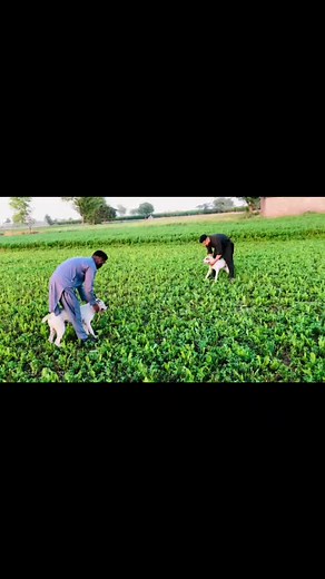 Gultair Dog Fight Videos