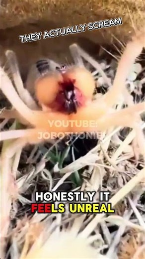Camel Spiders Make This Terrifying Noise 😱 #CamelSpiders #shorts