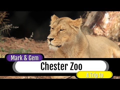 A Trip to Chester Zoo - New Lion Enclosure - October 2019