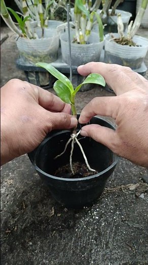 very easy planting keiki orchid 😍 #orchid