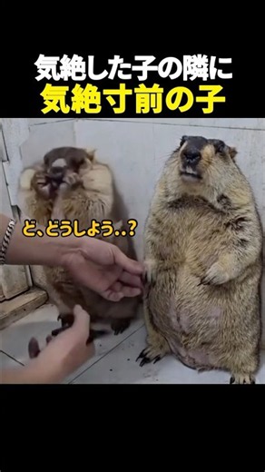 気絶した子の隣に、気絶寸前の子ww