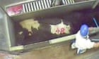 Video: Secret filming of animal abuse in slaughterhouses