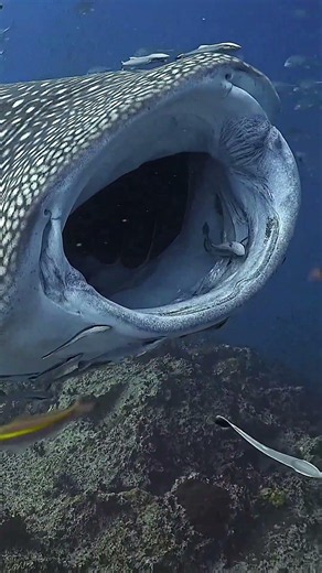 🦈🌊 How Carefully They Clean the Whale Shark’s Mouth 😱 | Nature’s Underwater Teamwork