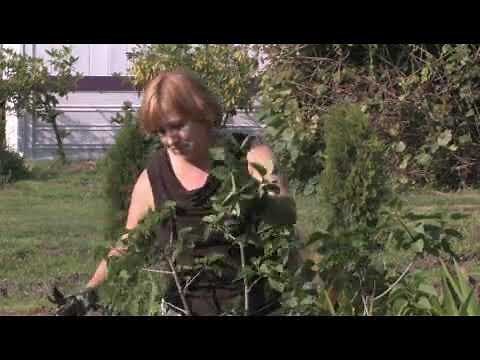 How to Prune a Lilac Bush