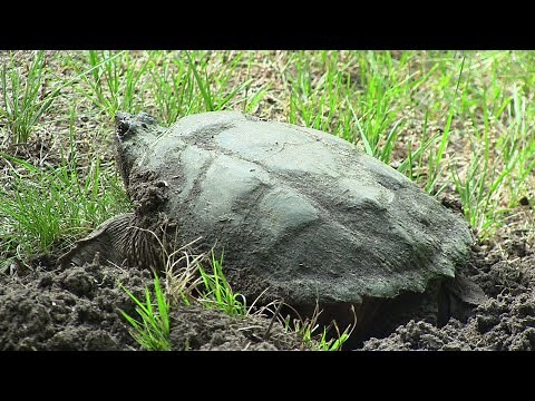 Snapping Turtle Nesting Process