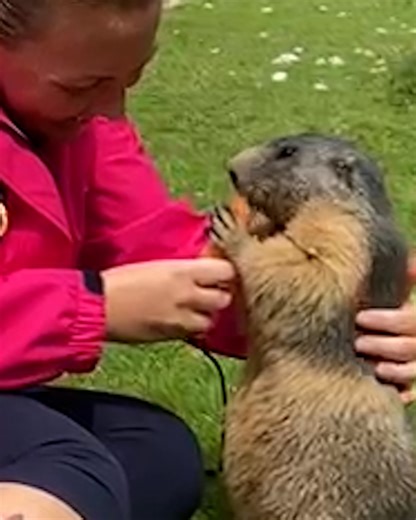 1.4M views · 10K reactions | The wholesome interaction on the trail 梁 | UNILAD | Facebook