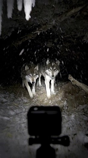 Wolf POV: Intense Journey Into An Icy Den With Pups #Wildlife #Nature #POV