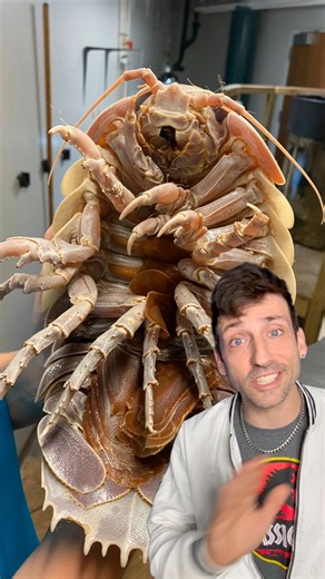 285K views · 15K reactions | Meet the Giant Isopod  | Odd Danny | Facebook