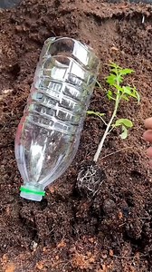 11K views · 42 reactions | Grow healthy plants while recycling ♻ | Boutique Jeff | Facebook