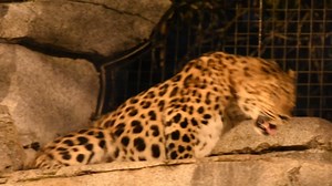 Only lions, tigers, jaguars, & leopards are considered "big cats." They're the only cats that can roar, as demonstrated by Oskar the Amur leopard. #Caturday (video by Debbie Beals) | San Diego Zoo
