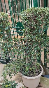 🌿🌿☘️☘️