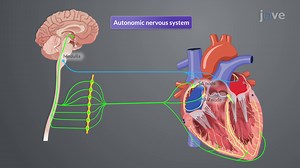 Video: Regulation of the Cardiovascular System