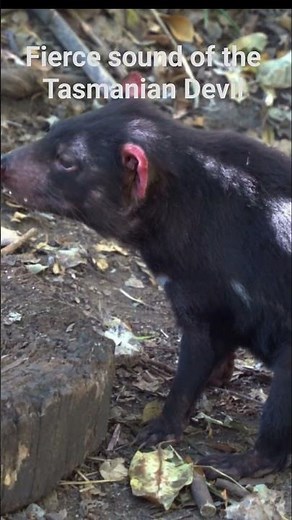 Hear the wild and fierce sound of the Tasmanian Devil