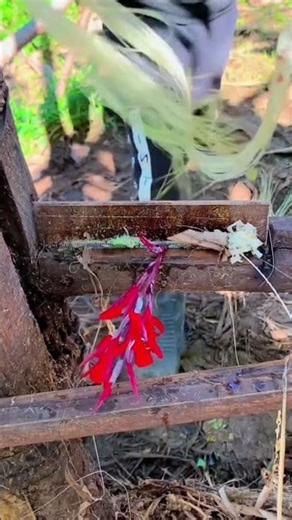 a simple tool for making rope from tree bark #shorts