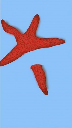 Starfish Regeneration