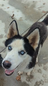 Update #reclaimed Sonny 🤩 Husky lovers, come save Sonny NOW. This 4-5 year old Husky is very well behaved and knows basic commands. He does "okay" on a leash but enjoys roaming with people and giving sweet hugs. Sonny is very treat motivated and enjoys being outside. Please come save this sweet, handsome boy if you're up to the challenge and familiar with this breed. Huskies are intelligent dogs, sometimes they are too smart for their own good.. Sonny came in on a snapped cable. As we all know 