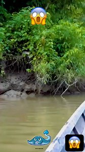 မြွေကြီးကြီးပဲ #Burmese python #eelsfypシ゚viralfbreelsfypシ゚viral #reelsvideoシfyp #fblifestyl | Jay Zarphieverytime