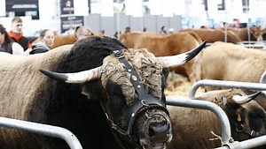 Salon de l’agriculture 2025 : la loi d’orientation sera-t-elle bouclée le coup d’envoi de l’événement annuel phare du monde paysan ?