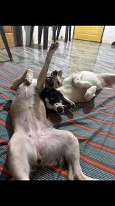 Alpha and lassie ang asong makulit | Jay Jay Hernandez
