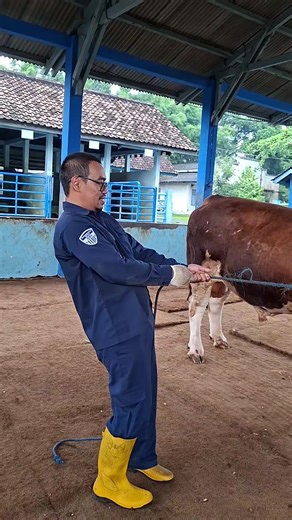 Namaku Kangsa#fyp #sapijumbo